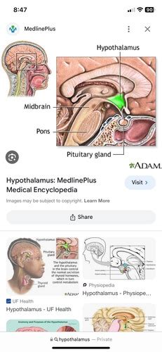 Ch Endocrine System Flashcards Quizlet