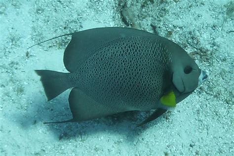 gray angelfish whats  fish
