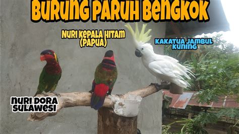 Burung Paruh Bengkok Kakatua Jambul Kuning Nuri Dora Sulawesi