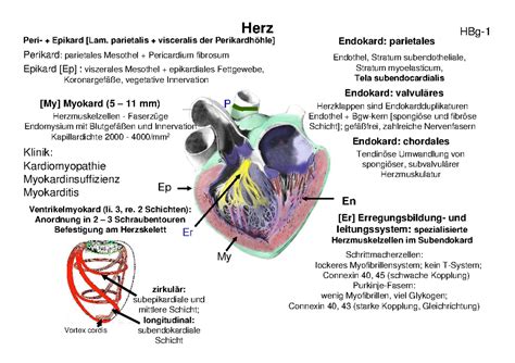 Ppp Herz Herz Epikard Parietalis Visceralis Der Perikard Parietales