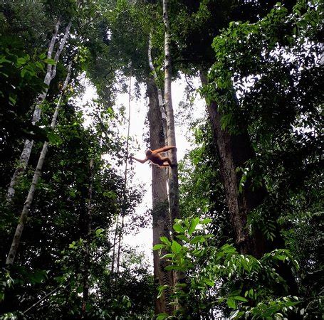 Jungle Trekking Sumatra Gunung Leuser National Park All You