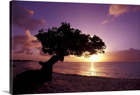 Caribbean, Aruba, divi divi tree at sunset Wall Art, Canvas Prints ...