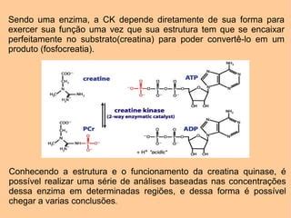 O Que É Creatina Fosfoquinase - Creatina quinase | PDF