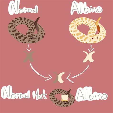 Snake Genetics Corn Snake Morphs Wiki Snakes Amino