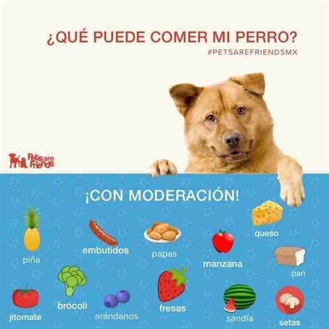 Que Alimentos Puedes Darle A Tu Perro Y Cuales No Debes Darle Nunca