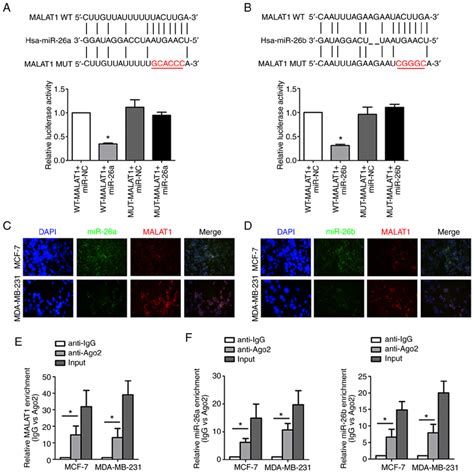 Malat1 Acts As A Molecular Sponge For Mir 26a26b A The Predicted