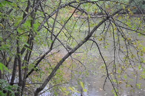 Fullersburg Woods Bird In The Tree Paulrich786 Flickr