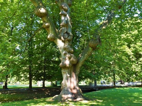 Common Problems With Sycamore Trees: Learn About Sycamore Tree Pests ...