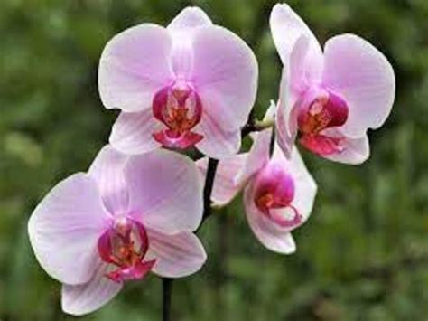 Como Cultivar Orqu Dea Phalaenopsis Veja Dicas De Como Cuidar Da