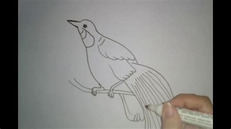 How To Draw A Birds Of Paradise Youtube