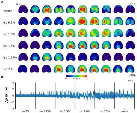 Frontiers Group Ica Of Wide Field Calcium Imaging Data Reveals The