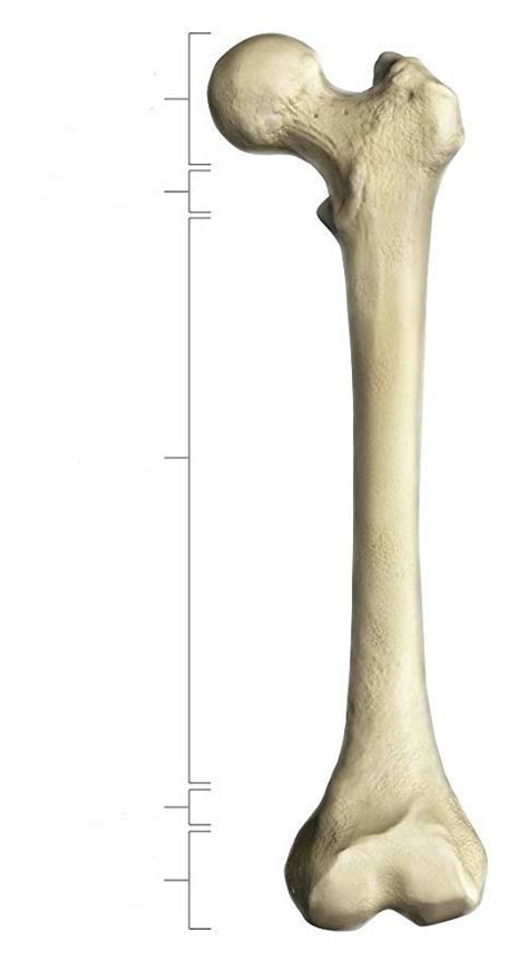 bone physiology review diagram quizlet