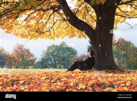 Man Sitting Under Tree Stockfotos Und Bilder Kaufen Alamy