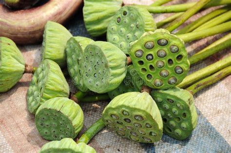 Lotus Seed Pod stock image. Image of asia, exotic, buddhist - 25684331