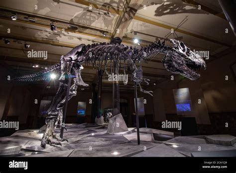 Giant Skeletons Of Tyrannosaurus Rex In Dinosaur Hall The Natural