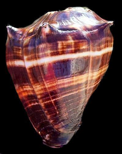 Rare Polished Melongina Conch Seashell Sea Shells Shells Conch