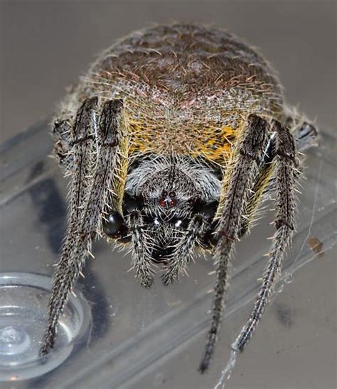 Tropical Orb Weaver Eriophora Ravilla Bugguide Net