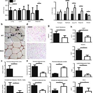 Adipocyte Nuclear Corepressor Knockout Ako Mice Are Protected From