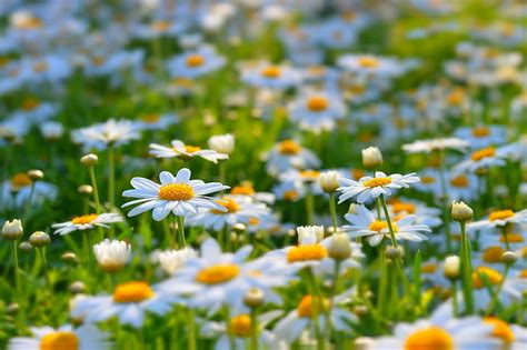 HD wallpaper: Summer flowers meadow, daisy field, Nature, daisies ...