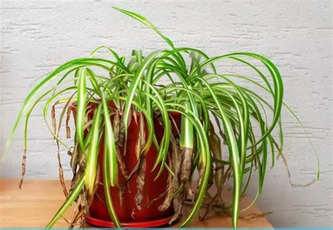 Overwatered Spider Plant Signs How To Revive It Pretty Backyard