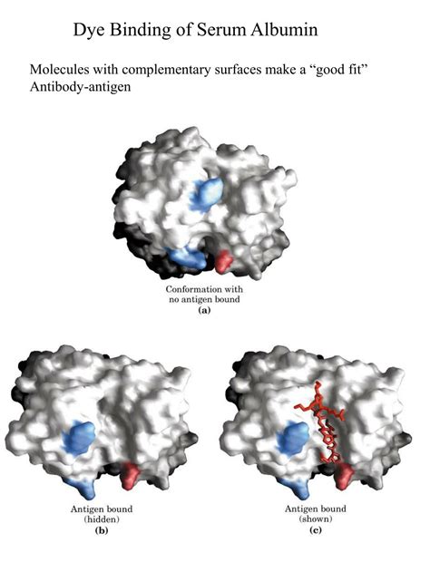 Ppt Dye Binding Of Serum Albumin Powerpoint Presentation Free