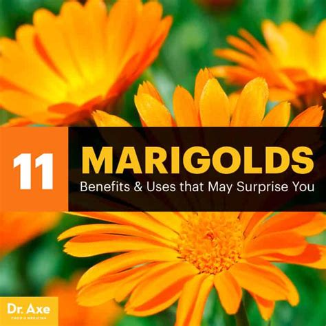 Marigold Flower Health Benefits Best Flower Site