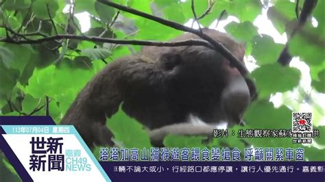 世新新聞 塔塔加高山獼猴遊客餵食變搶食 呼籲關緊車窗 Youtube