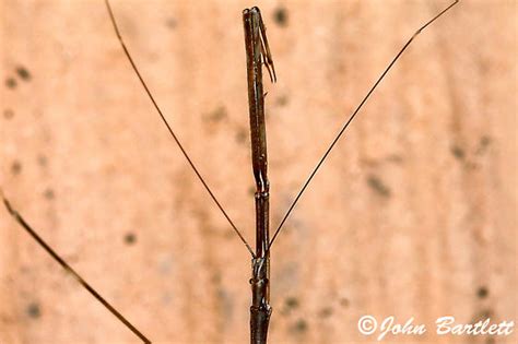 Emesinae Thread Legged Bugs Emesaya Brevipennis Bugguide Net