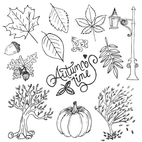 Premium Vector Autumn Hand Drawn Vector Illustration Objects Set