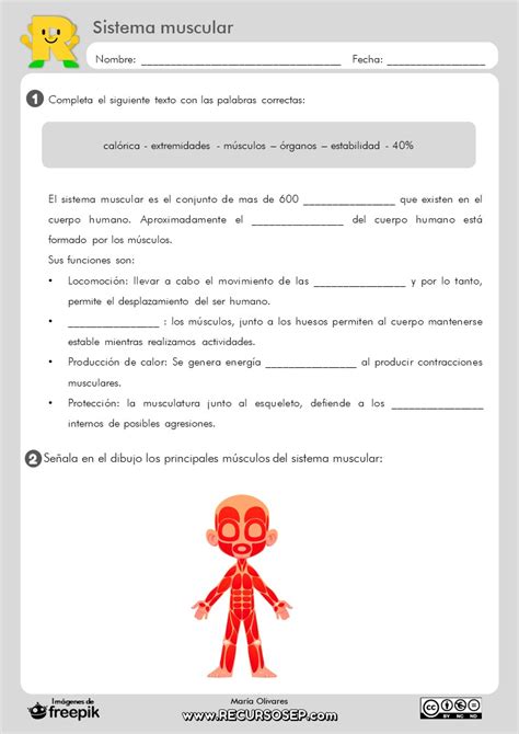 Sistema Muscular