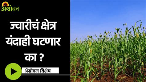 Jowar Sowing जवरकडल शतकऱयच कल कम ॲगरवन YouTube