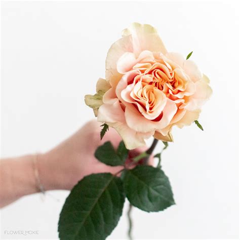 Filler Flowers: Add Volume to Your DIY Flowers | Flower Moxie