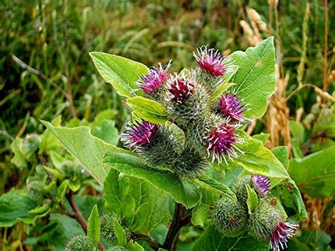 How To Grow Burdock Growing Burdock Balcony Garden Web