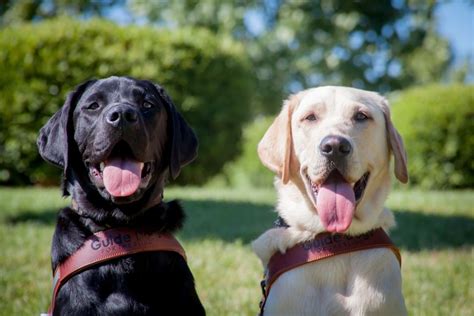 Guide Dogs For The Blind Guide Dog Dogs Dog School