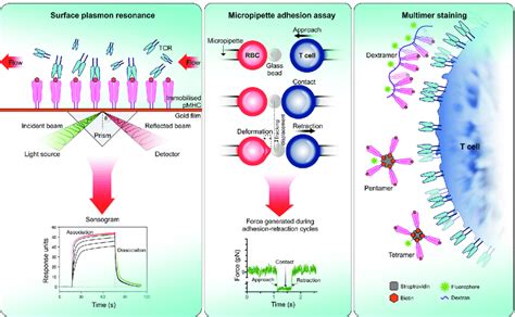 Measuring Tcr Affinity A Surface Plasmon Resonance Spr Spr Download Scientific Diagram