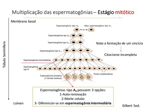 Aula E Introdu Ao A Embriologia Ppt