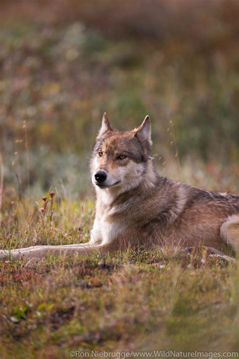 Wild Wolf | Denali National Park, Alaska. | Photos by Ron Niebrugge