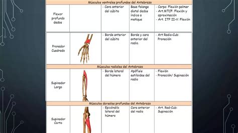 Musculos Dorso Y Mmsseii Pptx