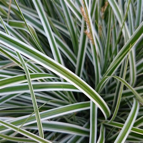 Southern Living Plant Collection 25 Qt Evercolor Everest Carex Live Evergreen Grass White