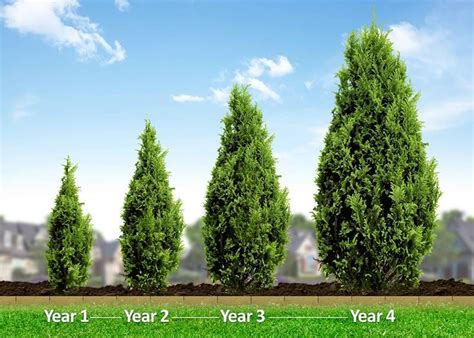 Improved Leyland Cypress Privacy Trees Cypress Trees And Drought