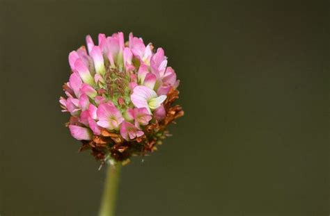 Common Types of Clover for Your Yard