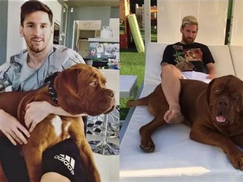 Cuál es el problema de salud que tiene Hulk el famoso perro de Lionel