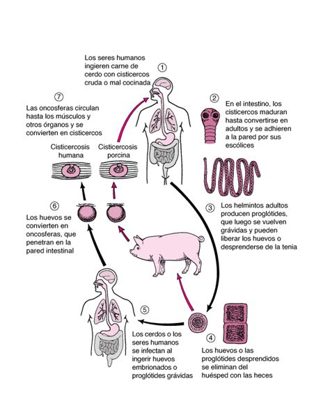 Miguel A Lurue A On Twitter Si Los Cisticercos Se Forman En La Carne