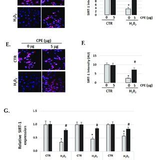 Cocoa Increase Expression Of Sirt In Senescence Cells Illustrative