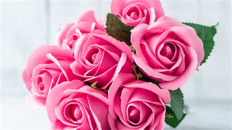 Plural De Cor De Rosa - Diferentes Tipos De Rosas E Seus Significados Rosas, Tudo O Que