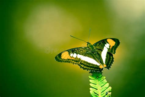 Brown Yellow And White Butterfly With Open Wings Sitting On A Green