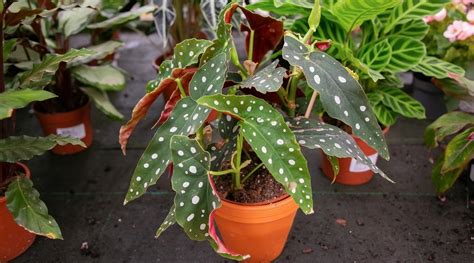 How To Plant Grow And Care For Begonia Maculata