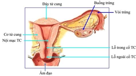 Siêu âm tử cung – Bs Nguyễn Quang Trọng – hinhanhhoc