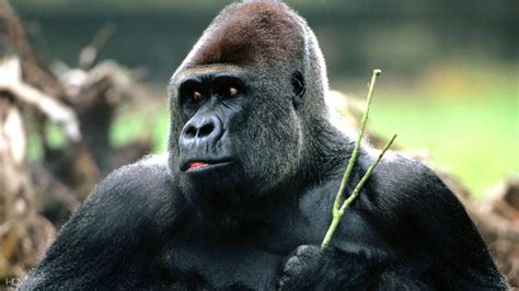 Gorilla Wallpaper 71 Images