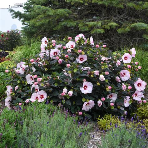 Rose Of Sharon How To Plant And Grow This Exotic Looking Shrub Hgtv